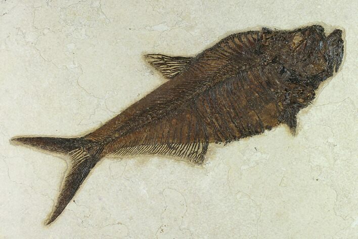 Fossil Fish (Diplomystus) - Inch Layer, Green River Formation #132867